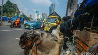 Beberapa pedagang di lokasi diketahui mendatangkan kambing dari daerah Lampung. Hewan-hewan itu dipasarkan untuk memenuhi kebutuhan masyarakat menjelang hari raya.  