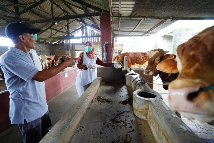Pemeriksaan hewan kurban di Kediri.