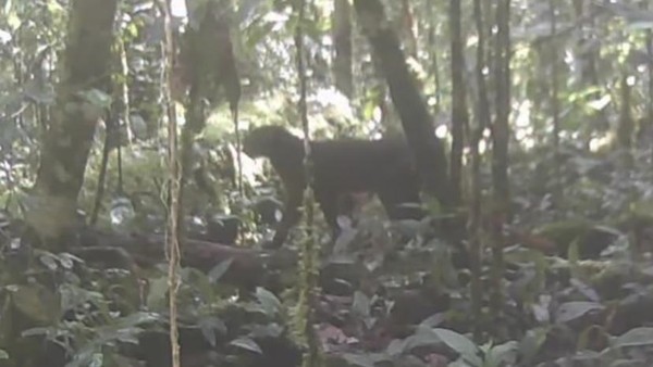 Penampakan Langka Kucing Merah Kalimantan Setelah 20 Tahun 'Lenyap'