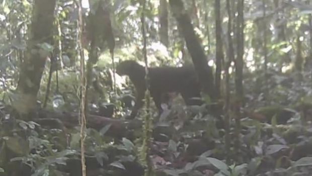 Penampakan kucing merah Kalimantan di Taman Nasional Kayan Mentarang.