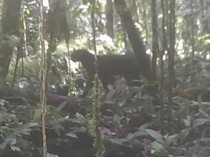 Kucing Merah Kalimantan Muncul Lagi, Balai TNKM Dorong Penelitian Lanjutan