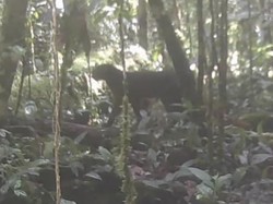 Kucing Merah Kalimantan Muncul Lagi Setelah 20 Tahun Menghilang