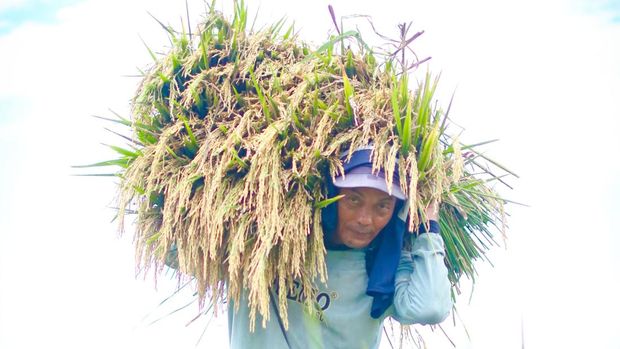 Petani panen gabah. (dok. Kementan)