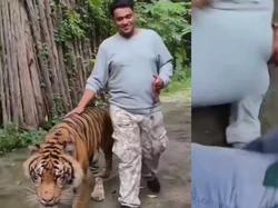 Viral Video Detik-detik Turis Diserang Harimau Saat Hendak Berfoto