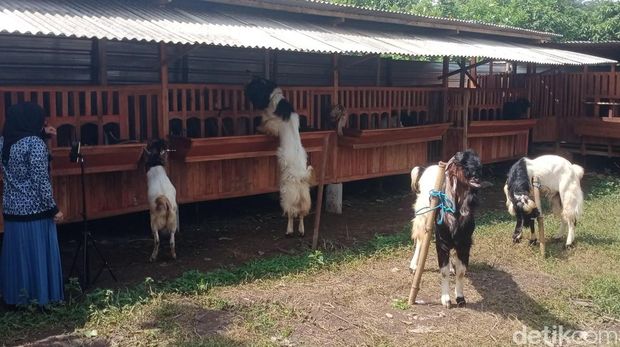 Peternak di Malang jualan kambing kurban melalui live streaming