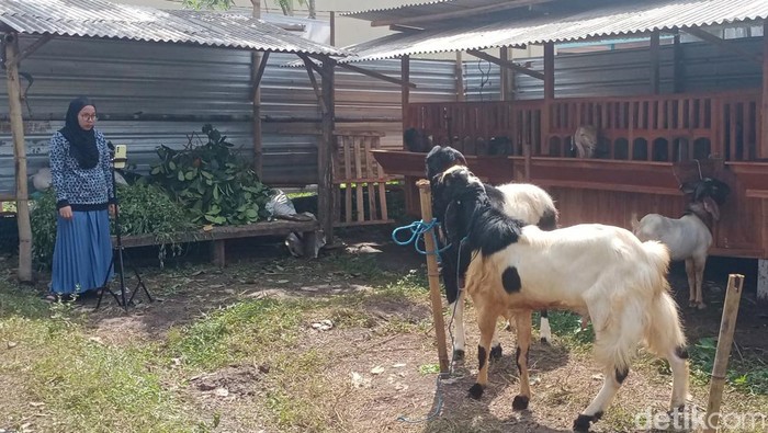 Peternak di Malang jualan kambing kurban melalui live streaming