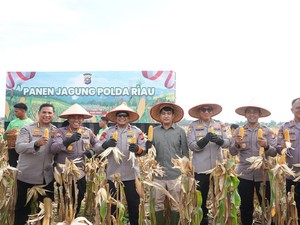 Dukung Swasembada Pangan, Polda Riau Panen Raya 82 Ton Jagung