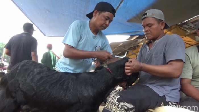 Salon hewan kurban laris manis jelang Idul Adha