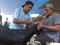 Warga Lumajang Cuan Rp 1,5 Juta Per Hari dari Bisnis Salon Hewan Kurban