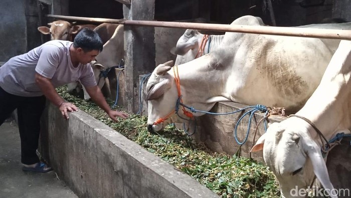 Sapi kurban di kandang warga Gemampir, Kecamatan Karangnongko, Klaten, Senin (2/6/2025).