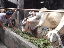 Apes! 7 Sapi Stok Kurban Milik Pedagang Klaten Mati Diduga Kena PMK