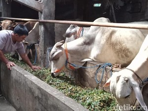 Apes! 7 Sapi Stok Kurban Milik Pedagang Klaten Mati Diduga Kena PMK