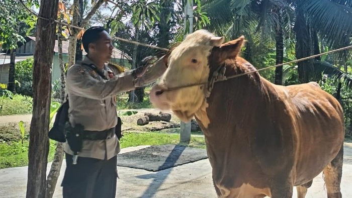 Sapi milik Bhabinkamtibmas di Indragiri Hulu, Riau, terpilih menjadi hewan kurban Presiden Prabowo Subianto.