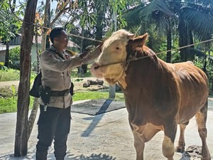 Sapi Milik Bhabin di Inhu Riau Terpilih Jadi Hewan Kurban Prabowo