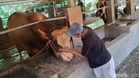 Seekor sapi limosin simental berbobot 900 kilogram menjadi hewan kurban Prabowo di Tuban. Sapi itu diberi nama Semar. Foto: Ainur Rofiq/detikJatim