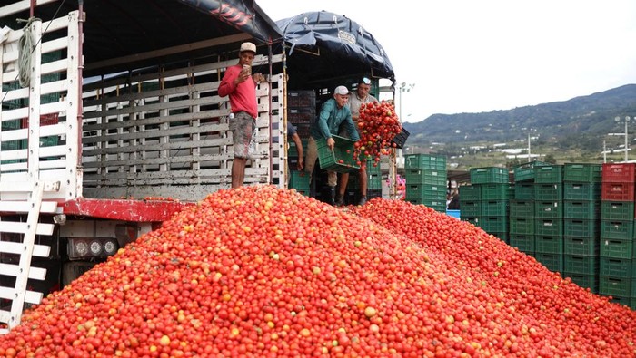 Semangatnya Wisatawan Kolombia Ikut Perang Tomat People play with tomato pulp during the annual