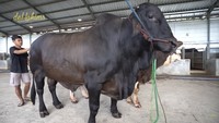 Inilah Brahman Angus, sapi Brahman dari India yang memiliki ciri khas kuping lebar, panjang, dan turun. Foto: dok. Capture Channel YouTube de Hakims