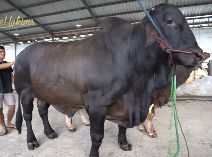 Sapi kurban Sonny Septian