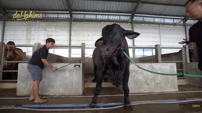 Penampakan Sapi Jumbo Sonny Septian, Pemberian Raffi Ahmad