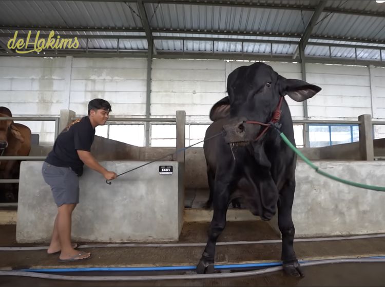 Penampakan Sapi Jumbo Sonny Septian, Pemberian Raffi Ahmad