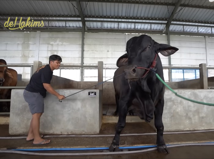 Sonny Septian Sapi kurban Sonny Septian