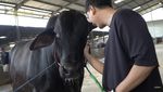 Penampakan Sapi Jumbo Sonny Septian, Pemberian Raffi Ahmad