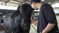 Sonny Septian diberikan empat pilihan sapi jumbo. Anak-anaknya jatuh hati dengan Brahman Angus yang mempunyai kulit berwarna hitam. Foto: dok. Capture Channel YouTube de Hakims