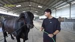 Penampakan Sapi Jumbo Sonny Septian, Pemberian Raffi Ahmad