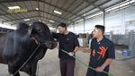 Penampakan Sapi Jumbo Sonny Septian, Pemberian Raffi Ahmad