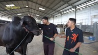 Raffi sendiri sudah memborong lima sapi. Saat menjadi bintang tamu FYP Trans7, Raffi langsung yang meminta Irfan Hakim mengirimkan sapi untuk Sonny Septian. Foto: dok. Capture Channel YouTube de Hakims