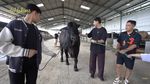 Penampakan Sapi Jumbo Sonny Septian, Pemberian Raffi Ahmad