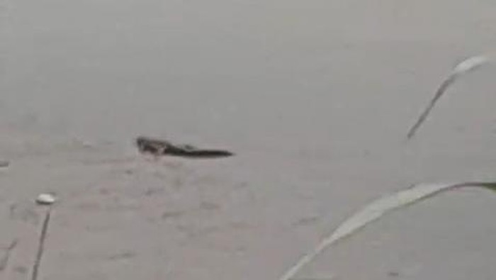 Tangkapan layar video yang menunjukkan penampakan buaya di Bantul.