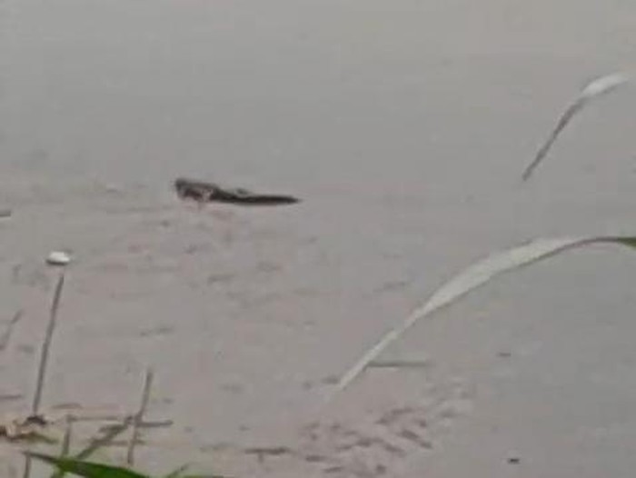 Tangkapan layar video yang menunjukkan penampakan buaya di Bantul.