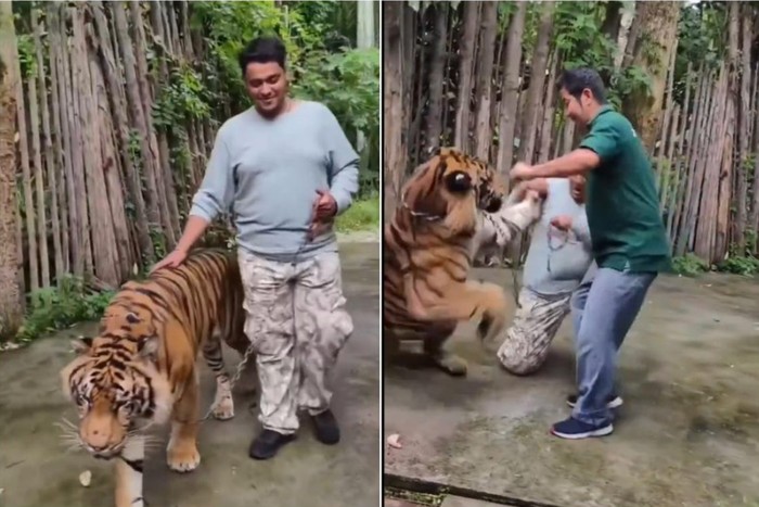 Turis diterkam Harimau saat selfie