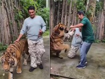Tiger Kingdom Phuket Bantah Harimaunya Serang Turis yang Selfie