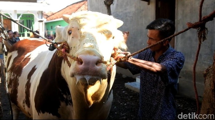 Joko Kendil, sapi 994 kg yang dibeli Prabowo dari peternak Probolinggo
