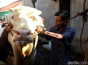 RI Gandeng Swiss Genjot Akses Keuangan buat Peternak Sapi