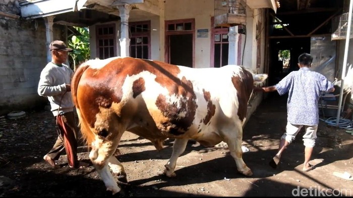Joko Kendil, sapi 994 kg yang dibeli Prabowo dari peternak Probolinggo Joko Kendil, sapi 994 kg yang dibeli Prabowo dari peternak Probolinggo