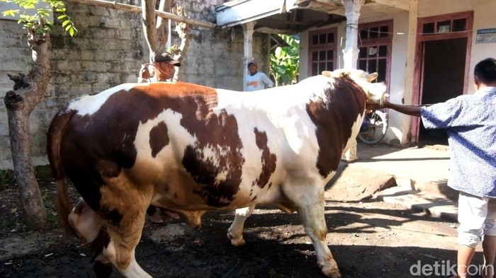 Joko Kendil, sapi 994 kg yang dibeli Prabowo dari peternak Probolinggo