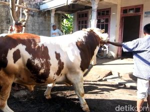 Joko Kendil, Sapi 994 Kg yang Dibeli Prabowo dari Warga Probolinggo