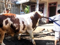 Joko Kendil, Sapi 994 Kg yang Dibeli Prabowo dari Warga Probolinggo