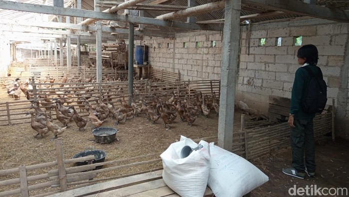 Kandang itik milik Nur Rofik (53) di Desa Ngadirejo, Kecamatan Salaman, Kabupaten Magelang, Selasa (3/6/2025).