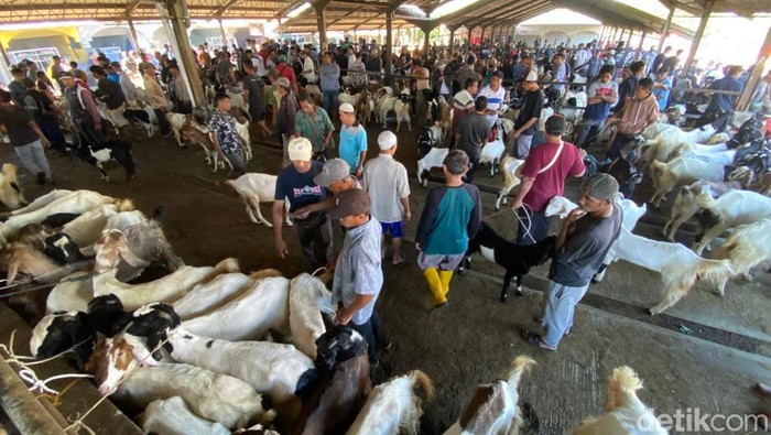 Kondisi pasar hewan Petambakan, Banjarnegara ramai dikunjungi pembeli jelang Idul Adha, Selasa (3/6/2025).