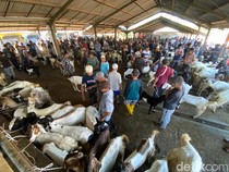 Harga Kambing Kurban di Banjarnegara Turun Saat Permintaan Naik, Kok Bisa?