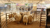 Sejumlah kambing dan domba dikumpulkan di sebuah kandang di Amman, Yordania (2/6/2025) menanti pembeli menjelang Hari Raya Idul Adha. REUTERS/Jehad Shelbak