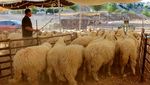 Tradisi Kurban Hidupkan Pasar Hewan di Yordania