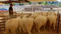 Para peternak sibuk merawat ternaknya agar tetap sehat dan layak jual, demi memenuhi kebutuhan kurban masyarakat. REUTERS/Jehad Shelbak Para peternak sibuk merawat ternaknya agar tetap sehat dan layak jual, demi memenuhi kebutuhan kurban masyarakat. REUTERS/Jehad Shelbak
