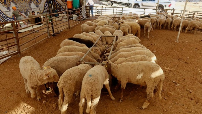 Livestock for sale is gathered in an enclosure, ahead of the Muslim holiday of Eid al-Adha, in Amman, Jordan, June 2, 2025. REUTERS/Jehad Shelbak