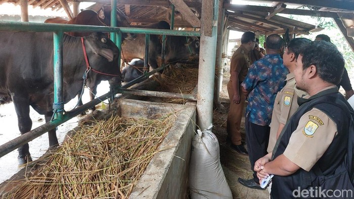 Pemeriksaan hewan kurban di Kabupaten Cirebon.