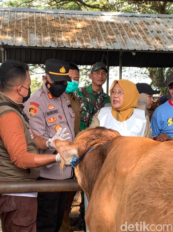Pemeriksaan hewan kurban di Lamongan
